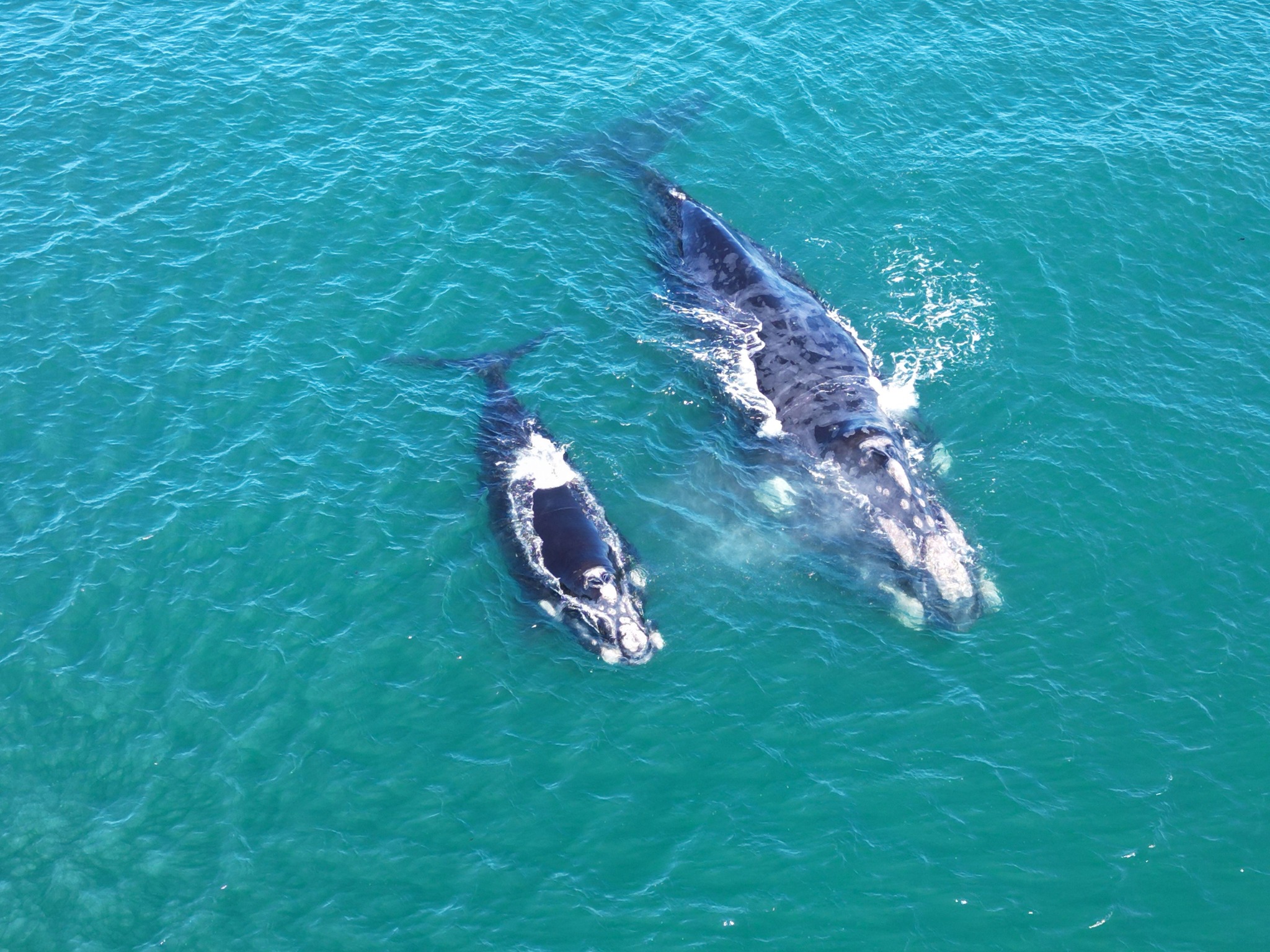 Observación de Ballena Franca Austral en la Costa de Pichilemu.