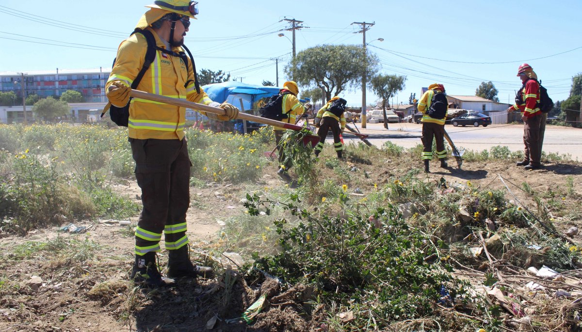 Implementan un operativos para prevenir y reducir incendios forestales en la zona alta de Viña del Mar.