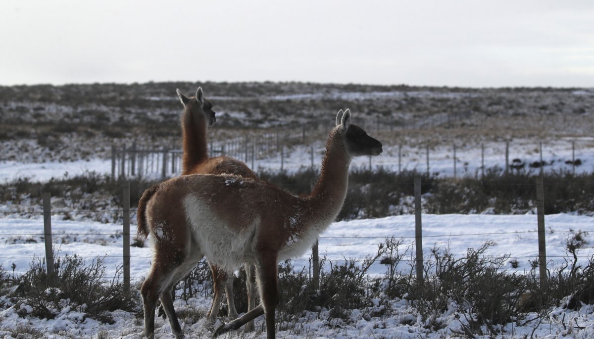 SMA toma acciones inmediatas contra Minera Pacífico por la muerte de guanacos en Huasco.
