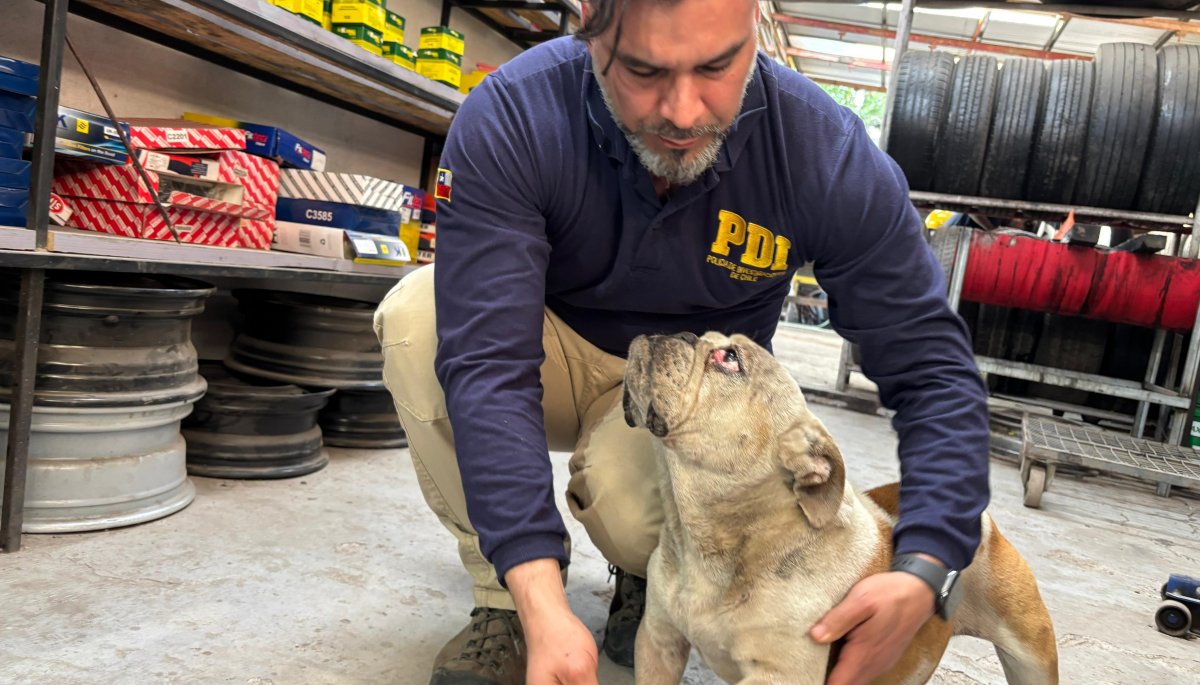 Arrestan a un hombre en Lampa por maltrato animal a su perro: el bulldog se encontraba en «condiciones deplorables».