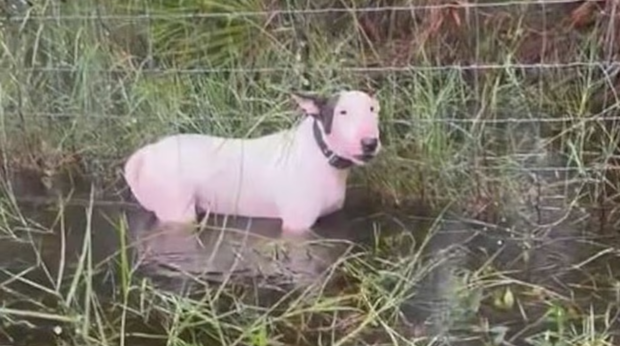 Rescate de un perro en Tampa: Justicia para Trooper.