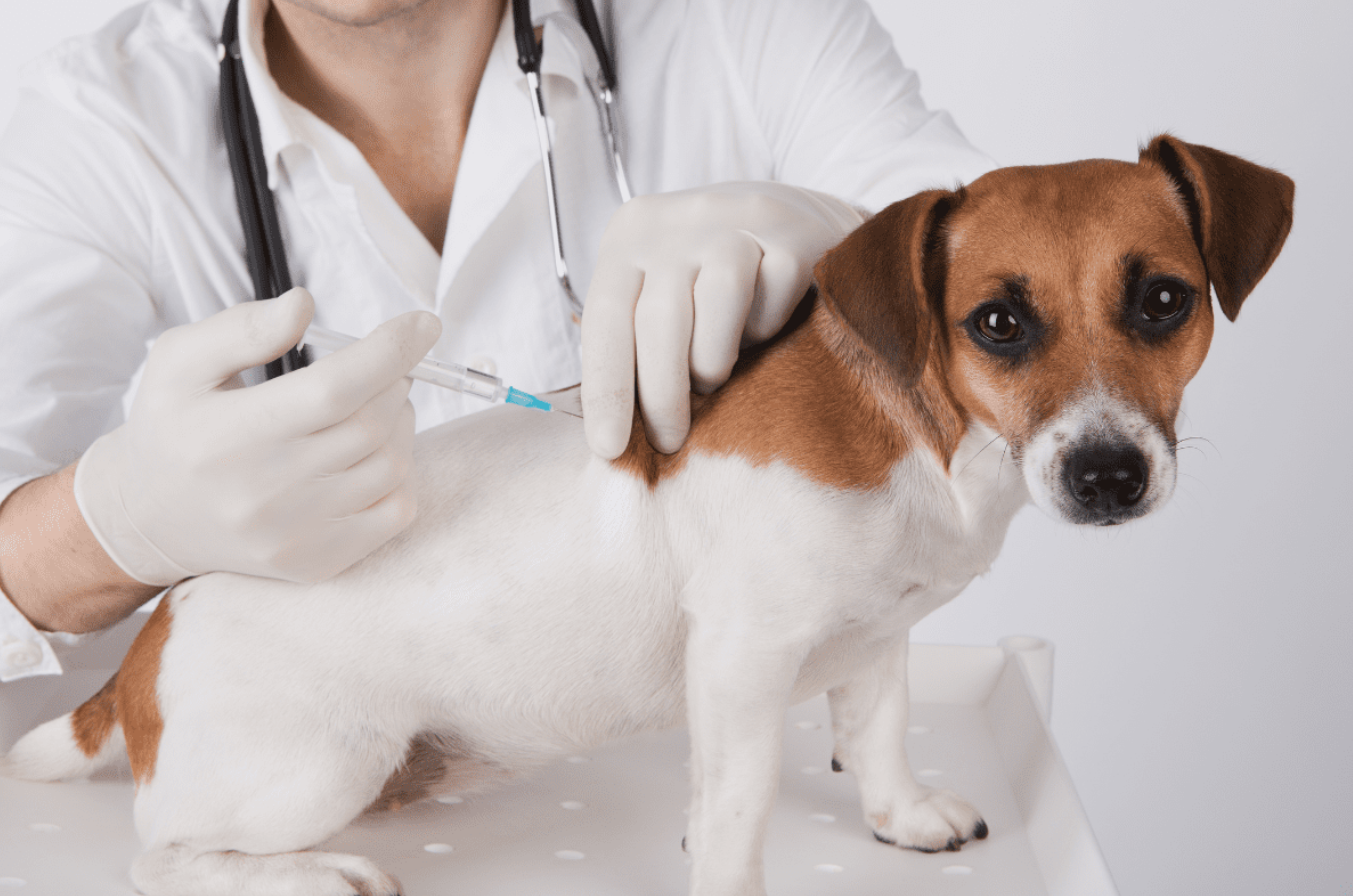 Vacuna revolucionaria para la esterilización de perros sin necesidad de cirugía.