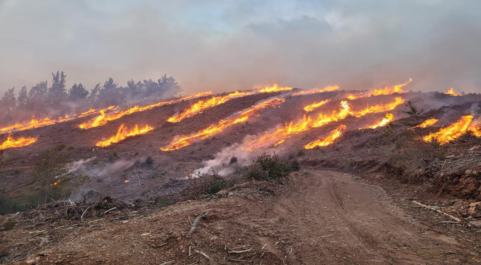 A partir del 1 de noviembre, comienza la prohibición de quemas agrícolas y forestales.
