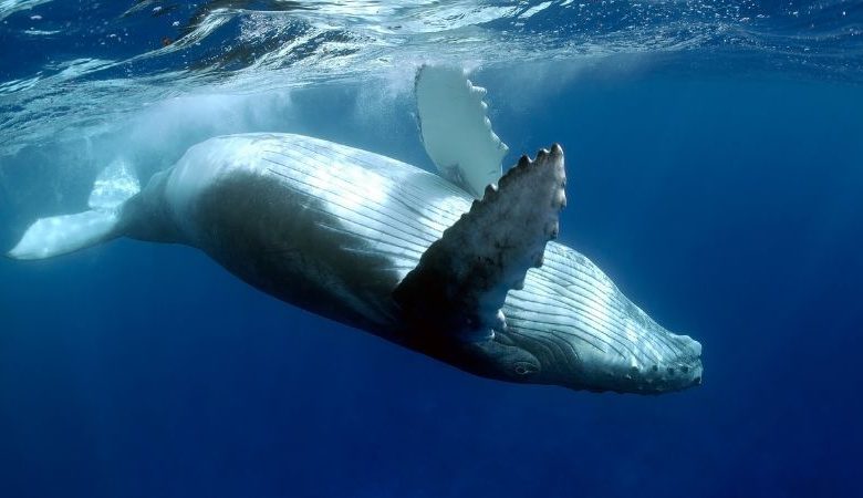 Hallan el cadáver de una ballena jorobada en el Parque Nacional Laguna San Rafael.