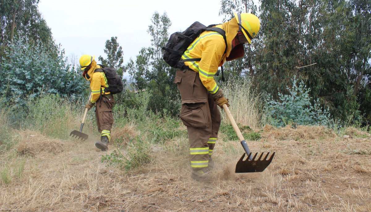 Refuerzan la construcción de cortafuegos, así como la poda y desmalezado, para prevenir incendios forestales en las áreas de riesgo de Quilpué.