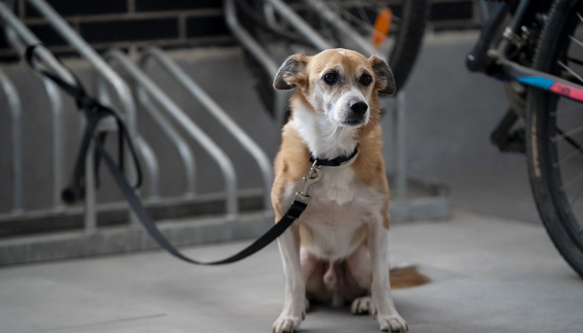 Fiscalía, ONG y diputados trabajan en el desarrollo de un protocolo para la recepción de denuncias de maltrato animal.