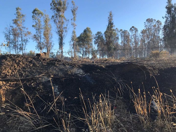 Sugerencias para el cuidado y protección de mascotas en áreas impactadas por incendios.