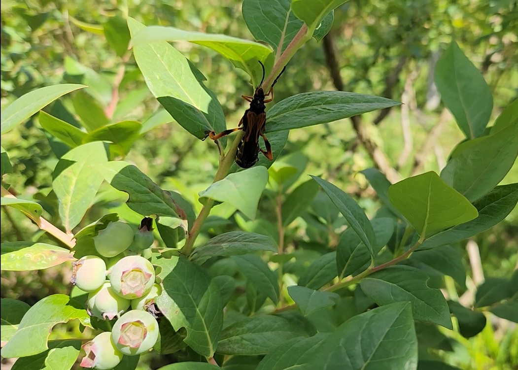 INIA tiene como objetivo transformar el control natural de plagas agrícolas y forestales a través de la Ecología Química.