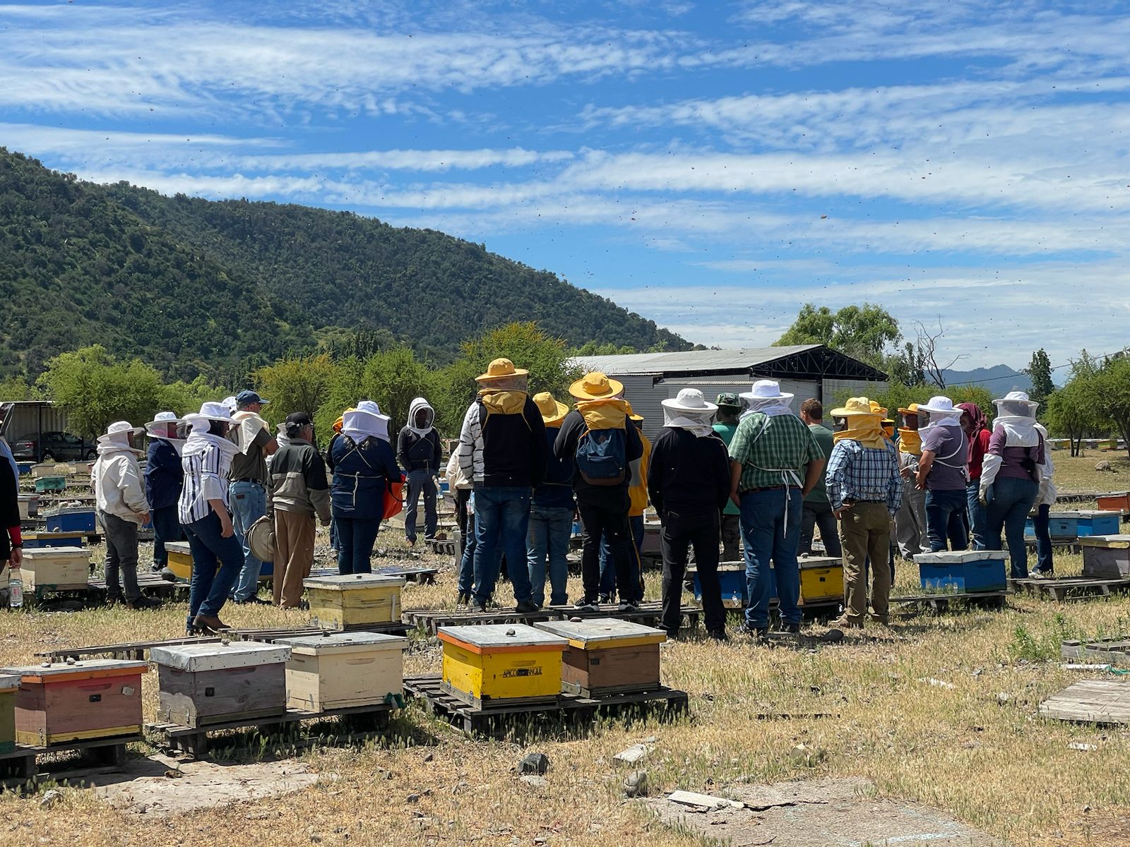 Programa PTI: Innovación y Sostenibilidad en la Apicultura