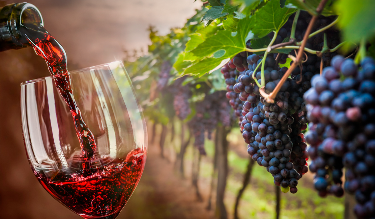 Fiesta del Vino País: Conmemorando nuestra abundancia vitivinícola.