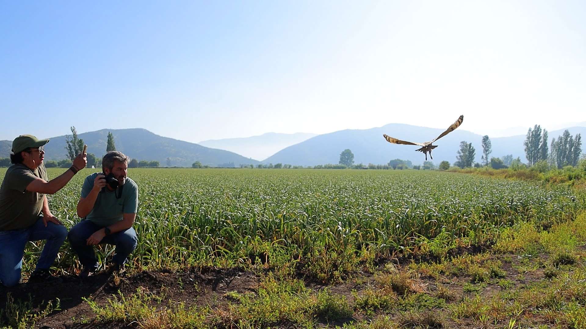 Éxito en la liberación de un ave rapaz rehabilitada en Hacienda Cauquenes, División El Teniente.