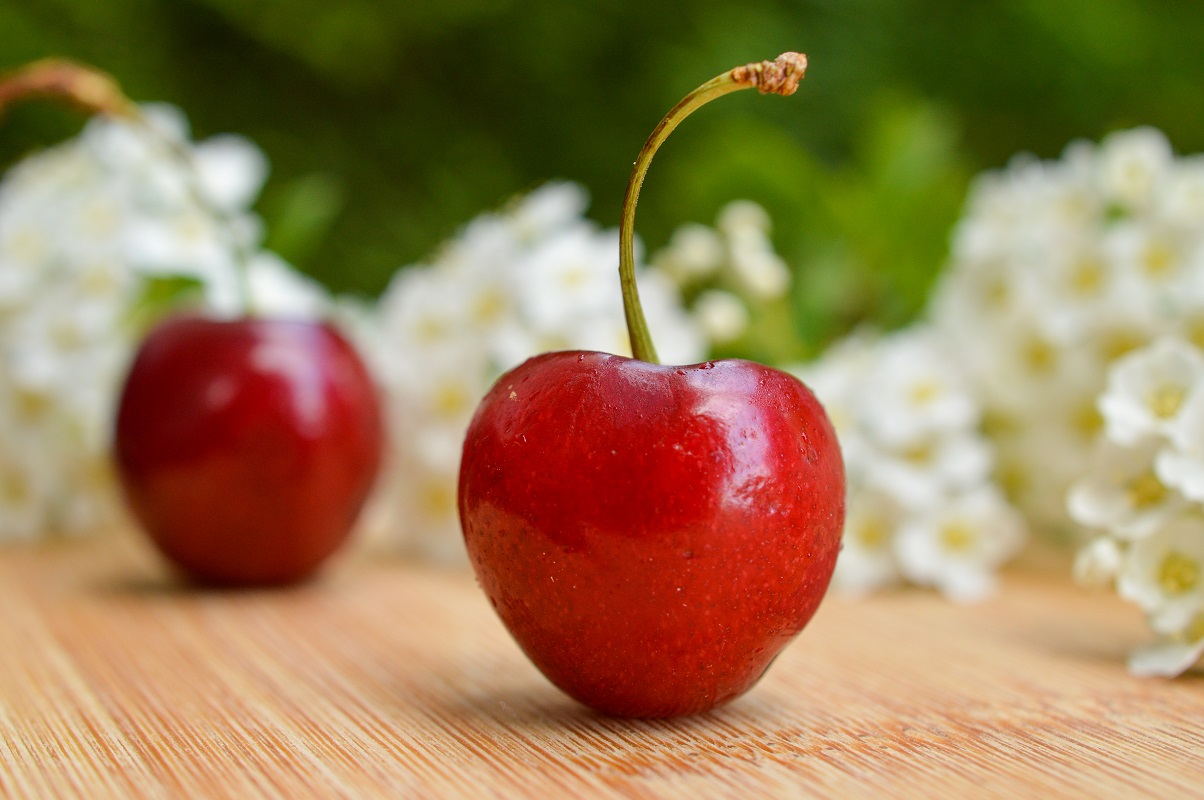 «Cereza, carozo y arándano»: agricultores pronostican un aumento del 20% en la producción para la temporada.