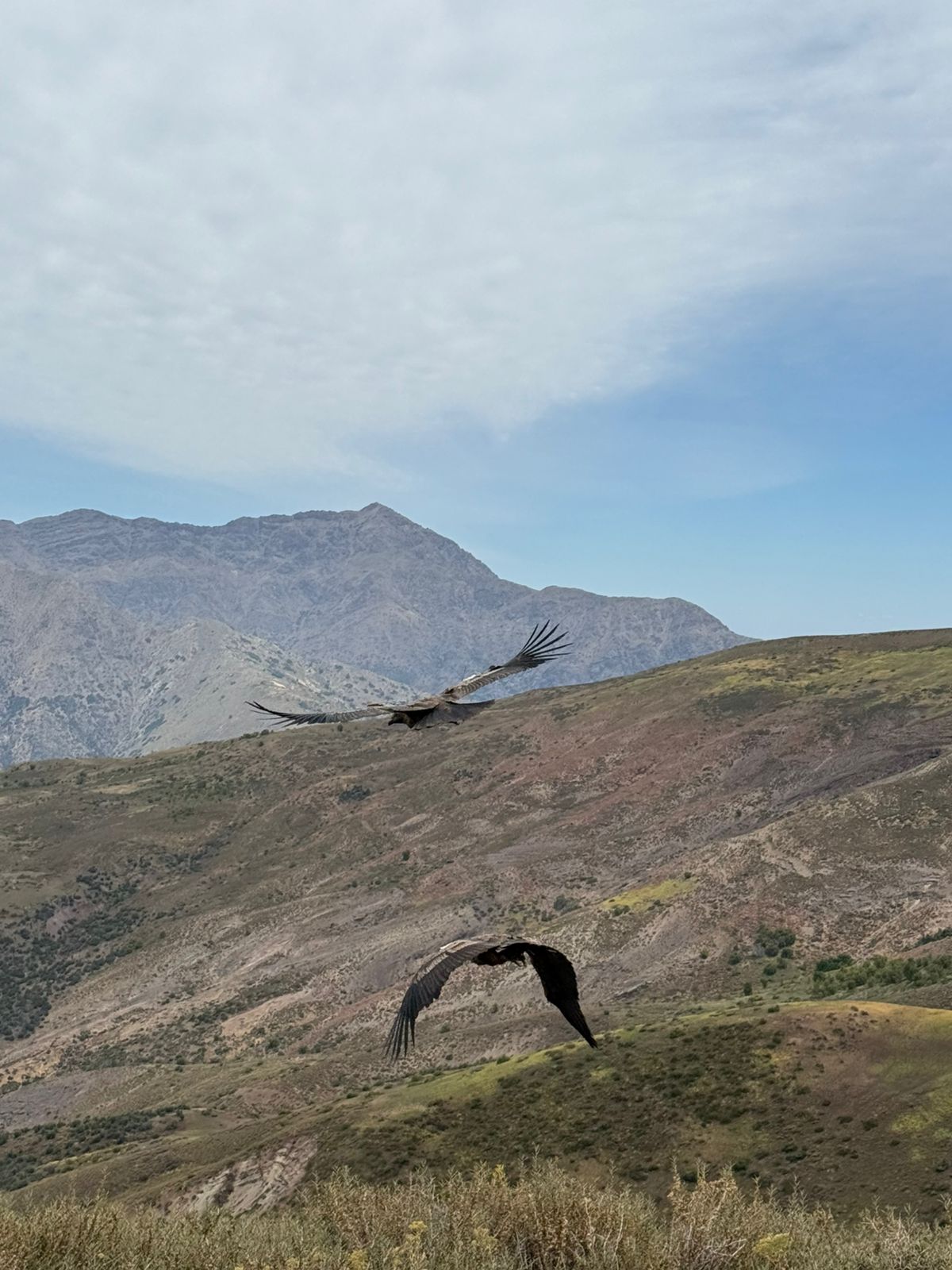 Tres cóndores fueron soltados en la Reserva Likandes, ubicada en el Cajón del Maipo.