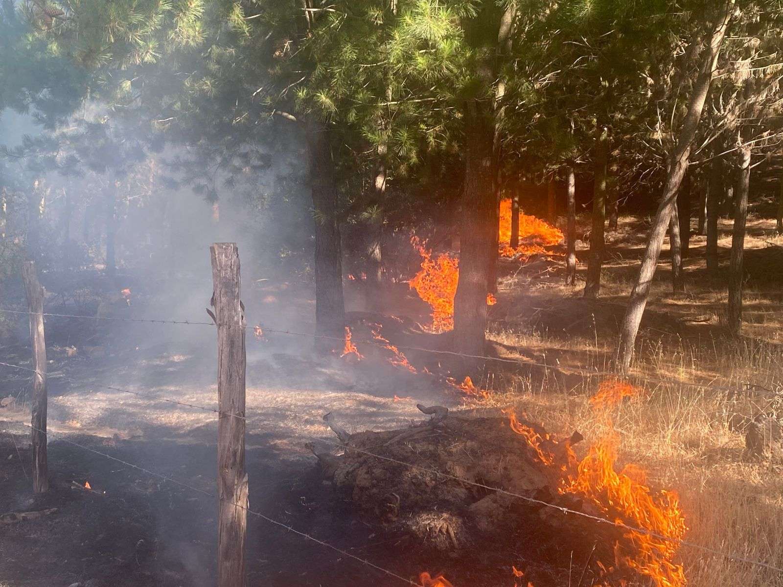 Altas temperaturas podrían provocar incendios forestales en los próximos días.