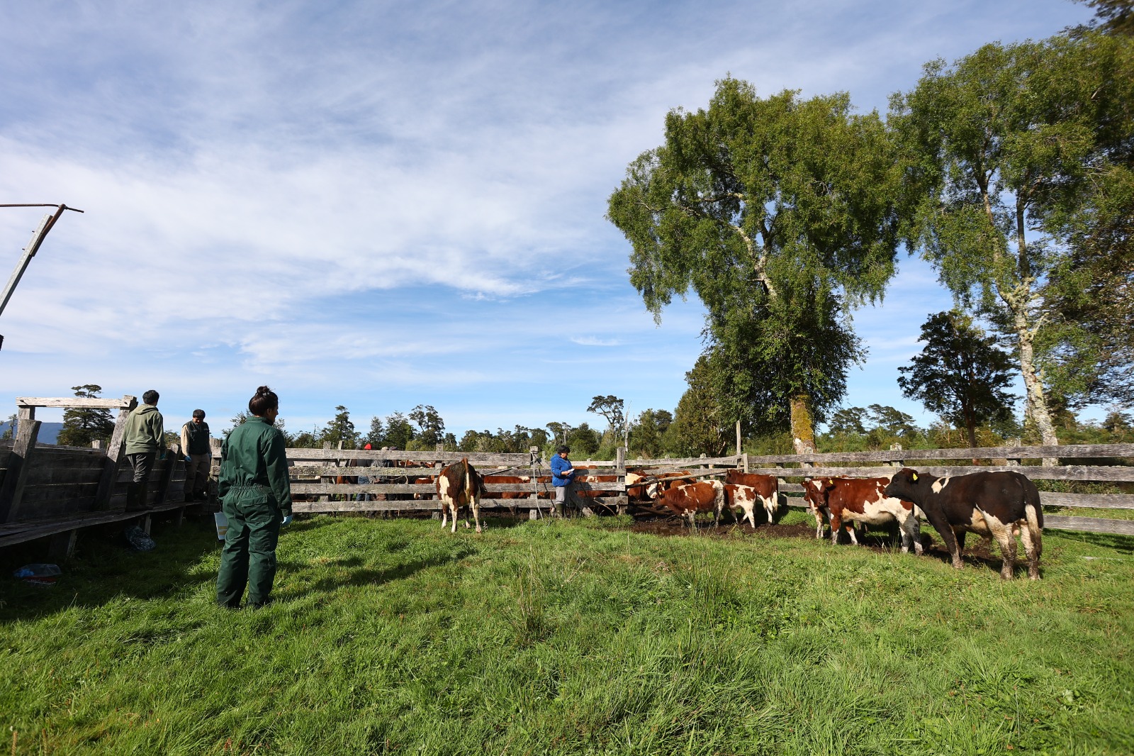 SAG evalúa de manera positiva la implementación de la prescripción electrónica de antibióticos para animales en Chile.