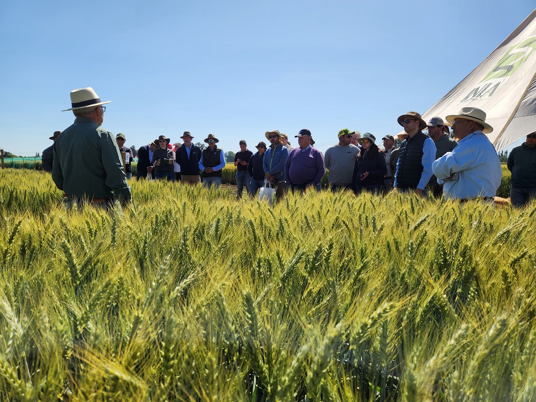 Productores conocerán trigos adaptados a condiciones de menor disponibilidad de agua y altas temperaturas en una actividad del INIA en Chillán.