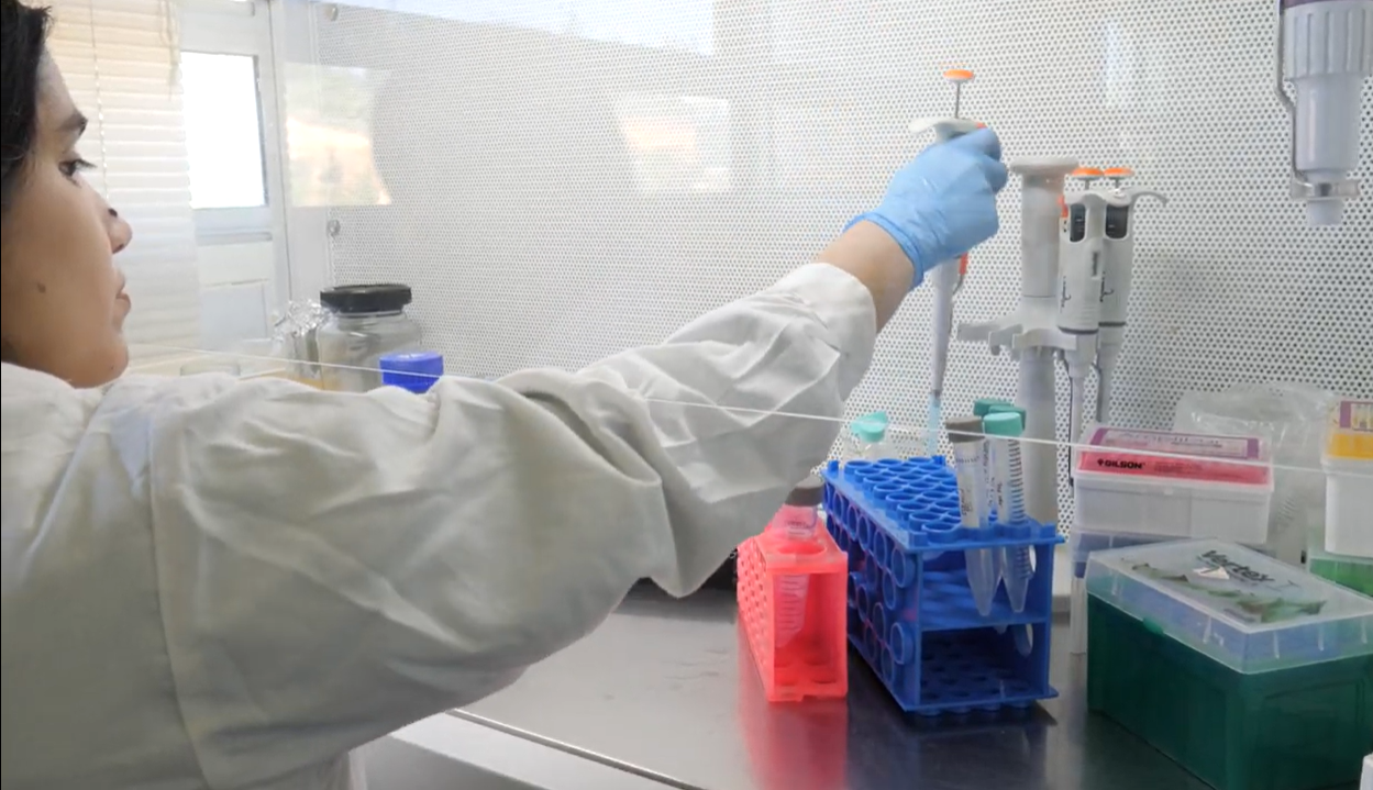 Se investiga el uso de bacterias genéticamente modificadas para la detección del cáncer.