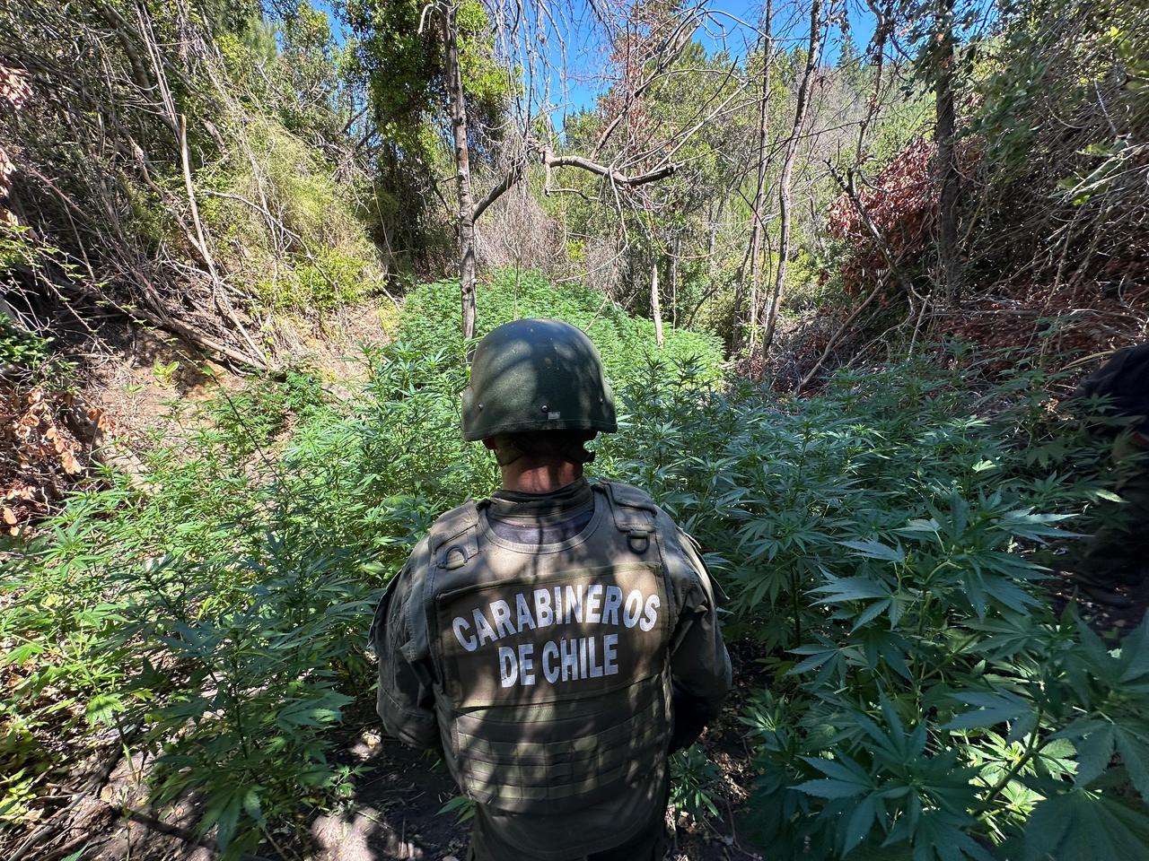 Descubren más de 3 mil 700 plantas de marihuana en las cercanías del Estero San Miguel.