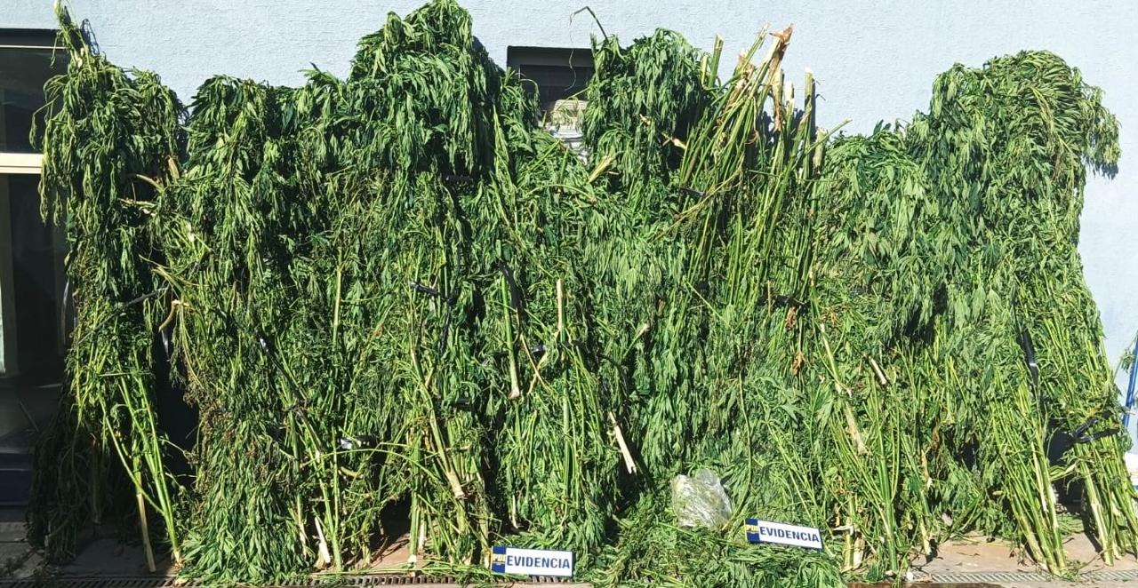 Constitución y la Confiscación de Cannabis Ilegal