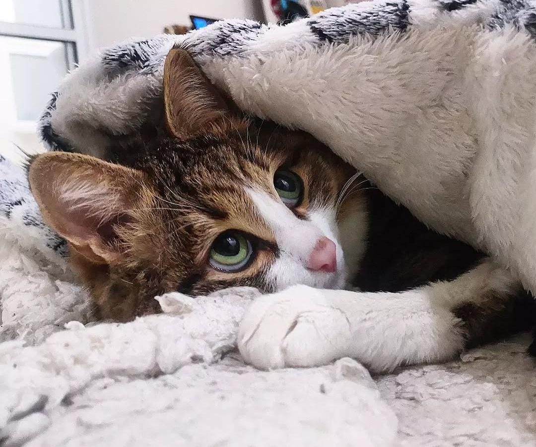 Día Internacional del Gato: El origen de esta celebración.