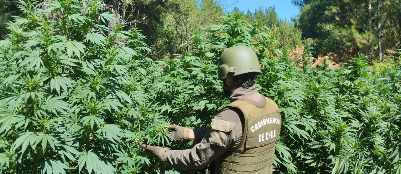 Carabineros decomisan más de 34 mil plantas de cannabis.