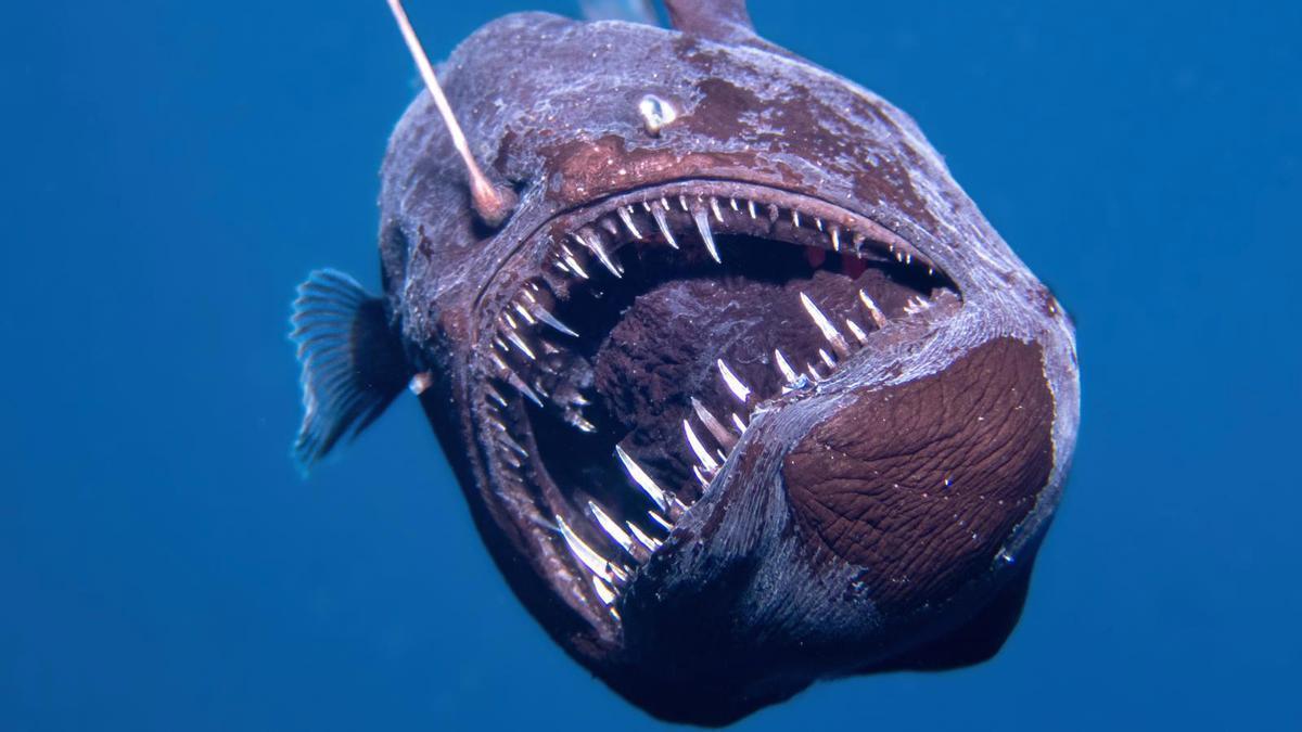 Inédito: Logran observar por primera vez a un pez diablo negro vivo durante el día.