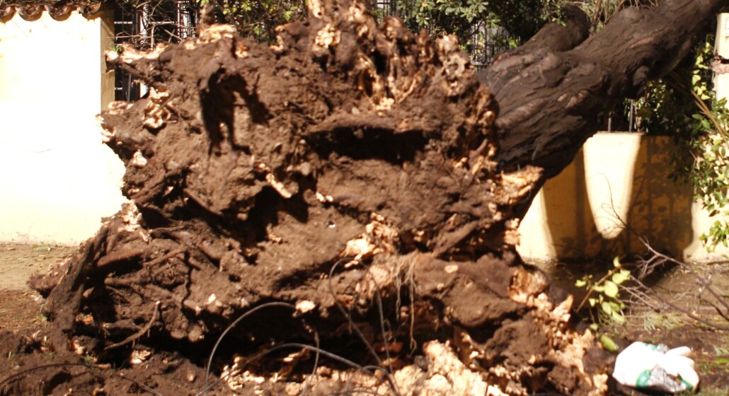 Mujer fallece tras ser aplastada por un árbol que cayó debido a los intensos vientos en Puerto Montt.
