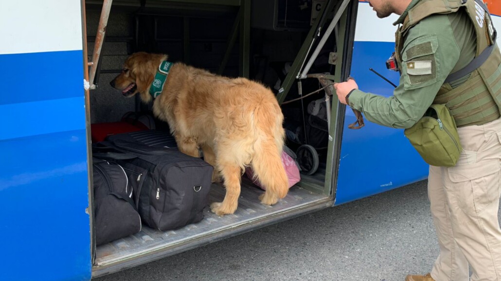 Detienen a mujer con más de siete kilos de droga en un bus en Cabrero.