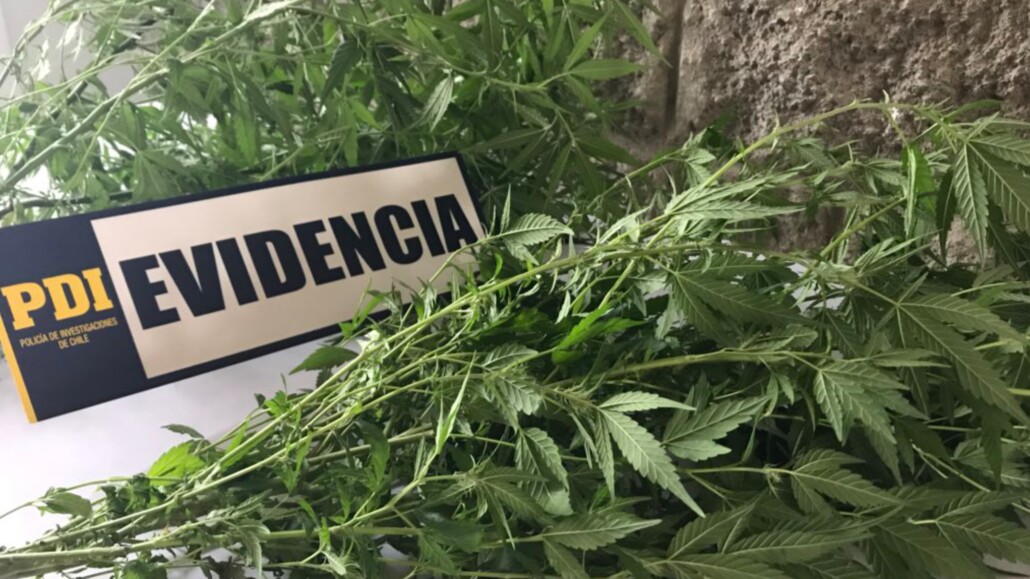 Detienen a mujer con 26 plantas de marihuana en su hogar en Los Ángeles.