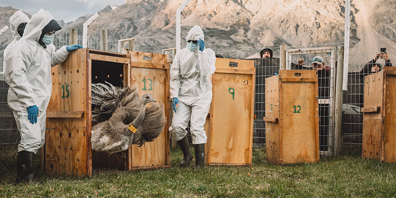 Primera reubicación de fauna silvestre.