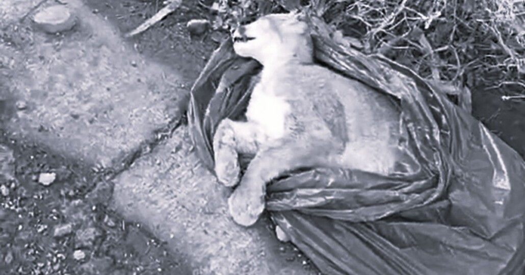 Cachorro de puma fallece tras ser atropellado en Quilaco: autoridades solicitan mayor cuidado a los conductores.