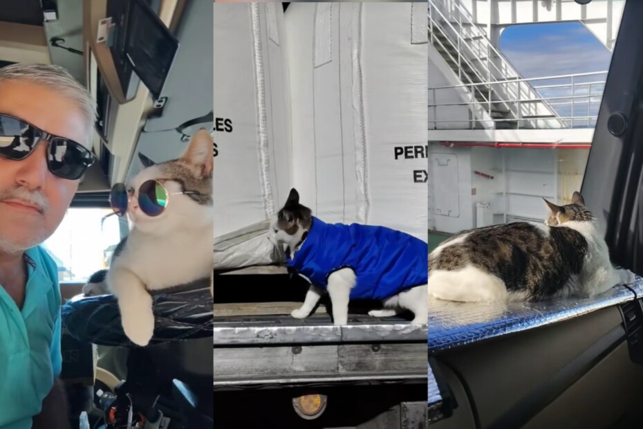 «Chikitita»: La gata truckera que viaja por Chile con su dueño y supervisa la carga en cada trayecto.