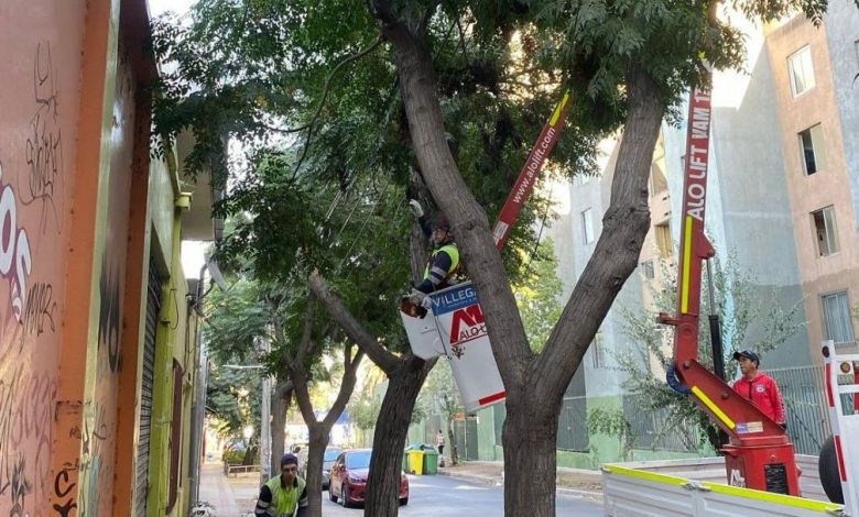 Santiago: El municipio lleva a cabo una poda preventiva para aclarar luminarias y cámaras de seguridad.