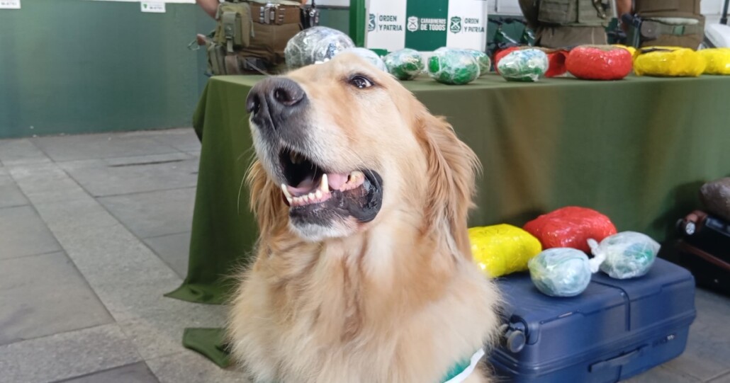 Hamir, el perro detector del OS7 de Los Ángeles: un héroe de cuatro patas en la batalla contra el narcotráfico.