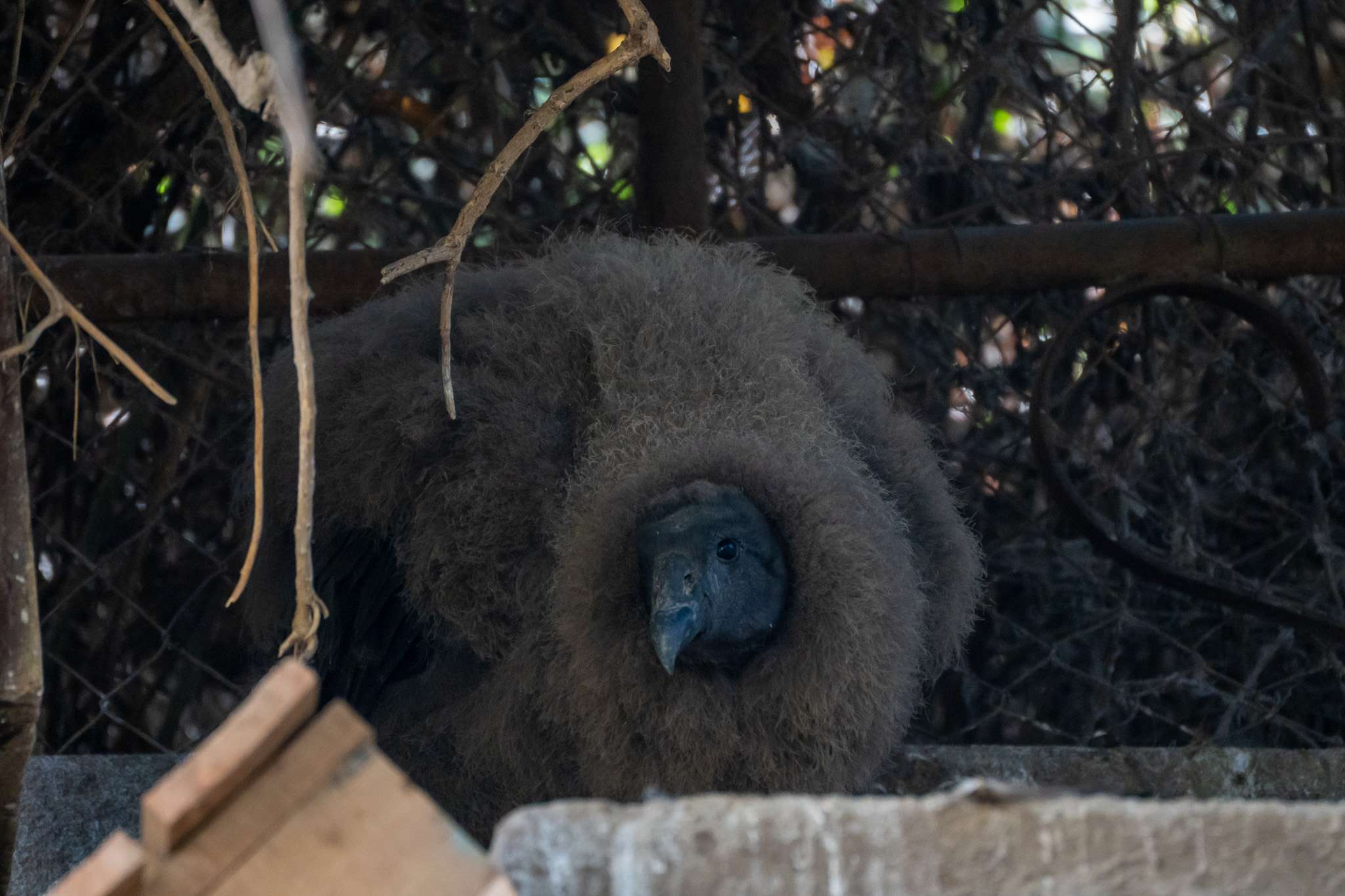 Nació un cóndor en el zoológico de Quilpué.