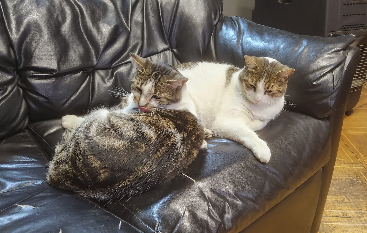 Dos gatitas son las nuevas «empleadas/funcionarias» del JPL.