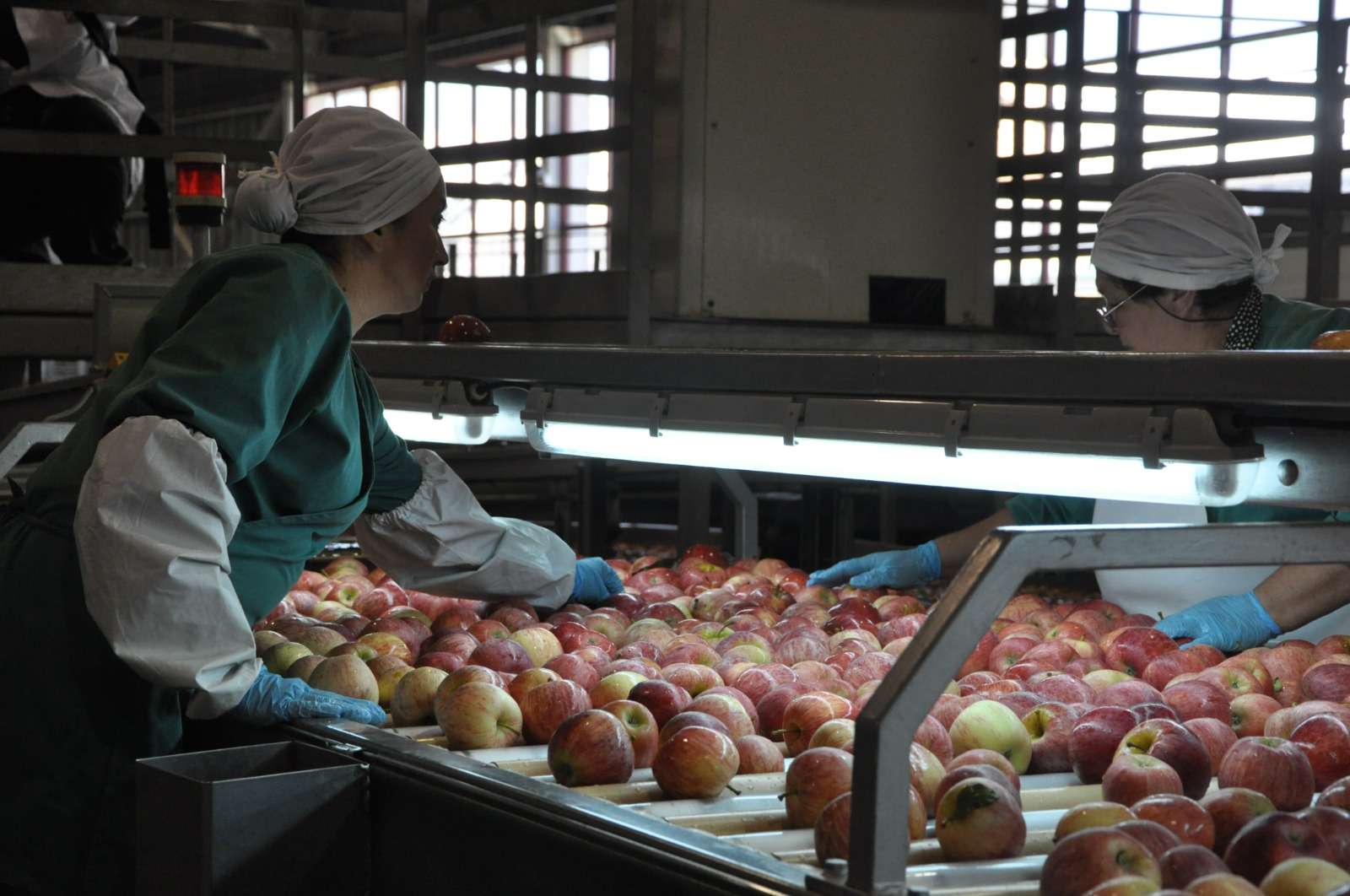 Chile y Perú reinician la exportación de manzanas chilenas.