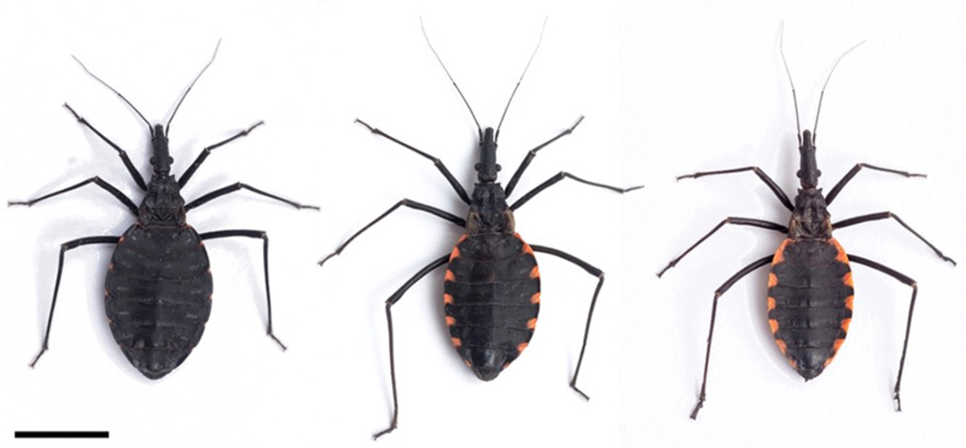 Es recomendable detectar a tiempo la enfermedad de Chagas, advierten especialistas.