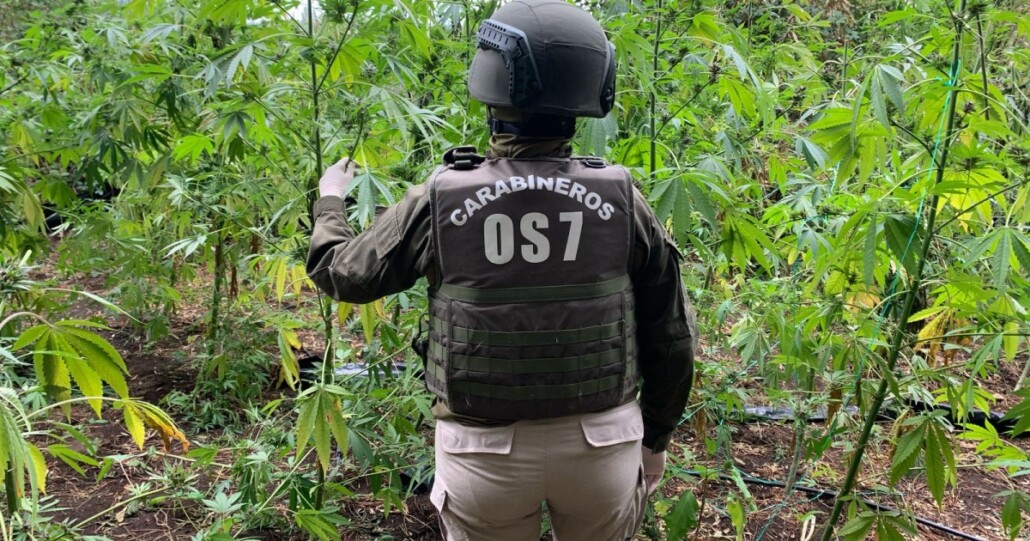 Se incautaron más de 500 plantas de marihuana en una zona rural de Los Ángeles, así como varios kilos preparados para la venta.
