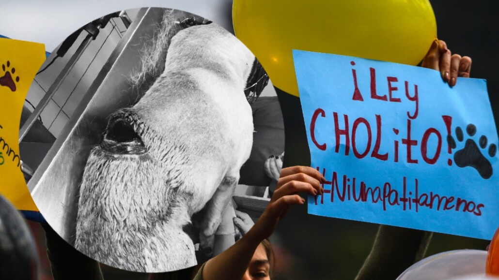 Se presenta un grave caso de maltrato animal en Nacimiento: ONG solicita justicia por un perrito comunitario agredido con un machete.