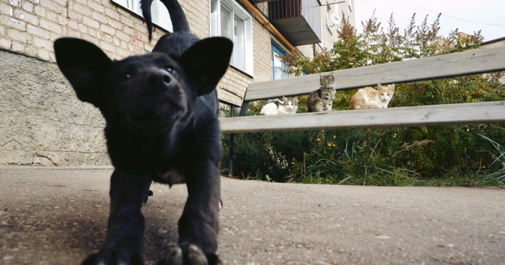 ¿Cómo seleccionar un antiparasitario para tu mascota?