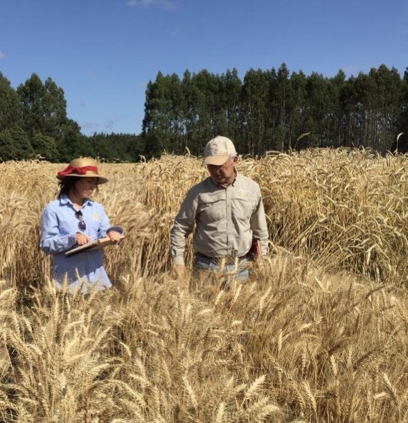 Se pueden reducir las fluctuaciones en el precio del trigo.