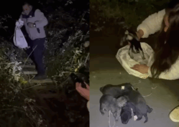 (CONTENIDO AUDIOVISUAL) Un carabinero fuera de servicio salva a cinco cachorros abandonados en Molina, encontrados dentro de un saco.