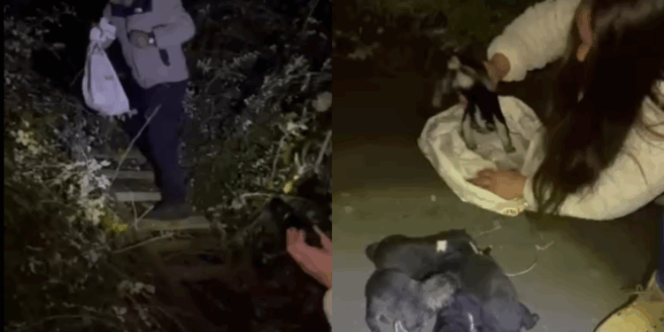 (CONTENIDO AUDIOVISUAL) Un carabinero fuera de servicio salva a cinco cachorros abandonados en Molina, encontrados dentro de un saco.