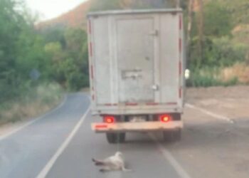 Imponen 61 días de prisión a los individuos involucrados en un reconocido caso de maltrato animal en La Calera.