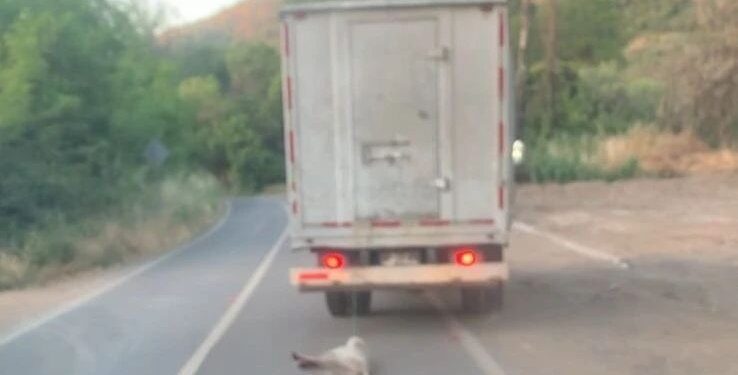 Imponen 61 días de prisión a los individuos involucrados en un reconocido caso de maltrato animal en La Calera.