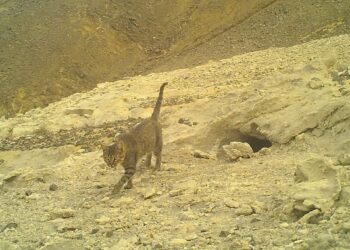Cámaras trampa grabaron el ataque de un gato doméstico a uno de los fardelarios en el Parque Archipiélago Juan Fernández.