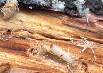 SAG impone cuarentena en áreas de seis comunas de la Provincia del Biobío debido a una peligrosa plaga.