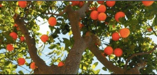 Alertan sobre su presencia en la RM.