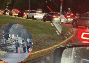 Taco gigante en Chicureo por caída de árbol en la avenida principal.
